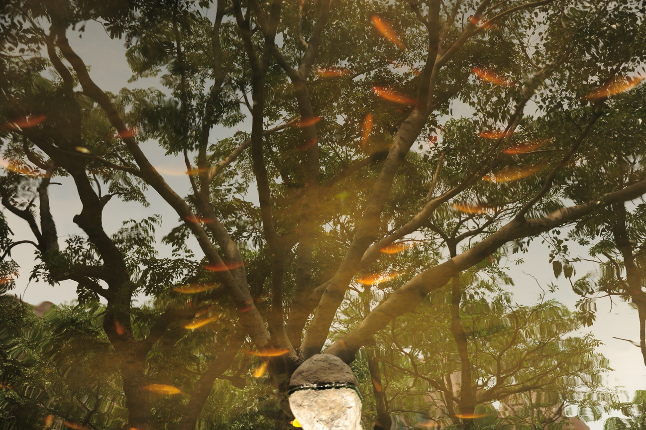 樹倒波心濯練光