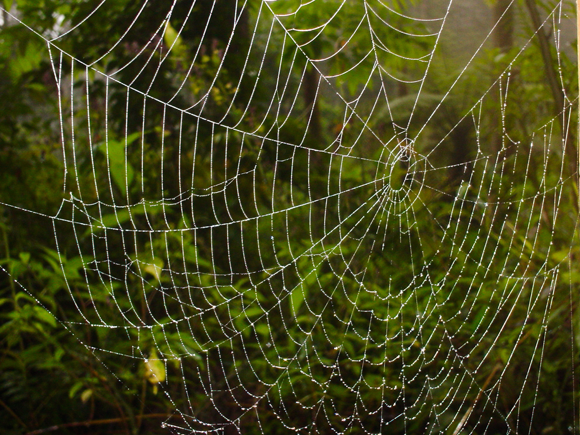 蜘蛛網