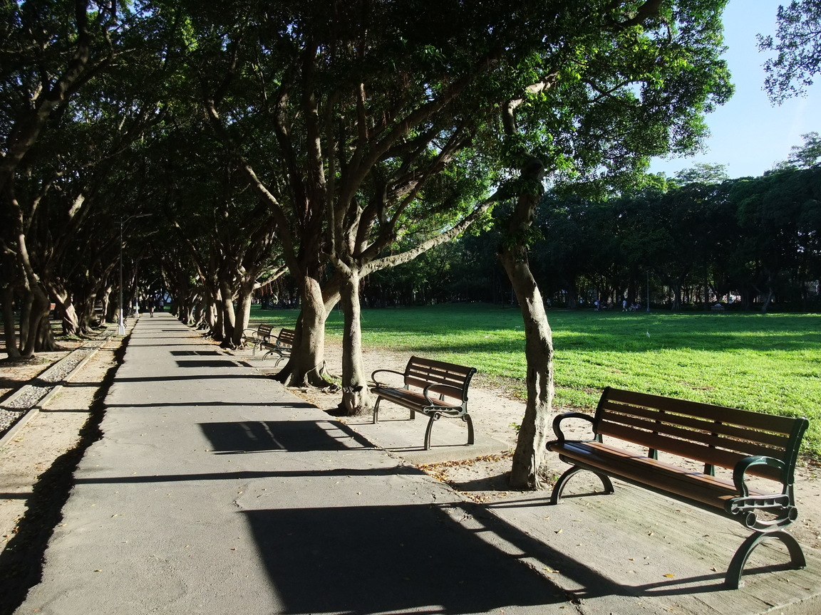 公園的夏日光影