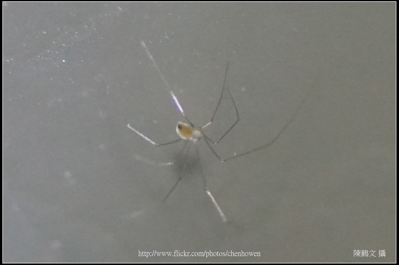 幽靈蜘蛛_06_裁切