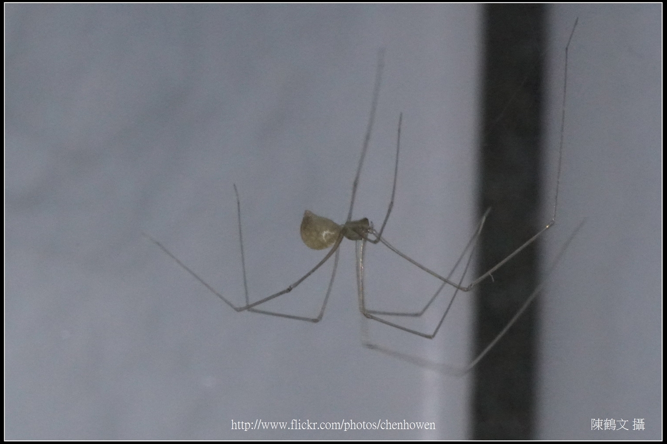幽靈蜘蛛_05_裁切