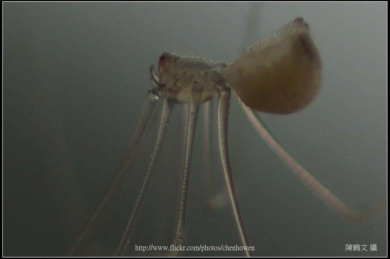 幽靈蜘蛛_特殊打光_100%裁切_看腳的紋路
