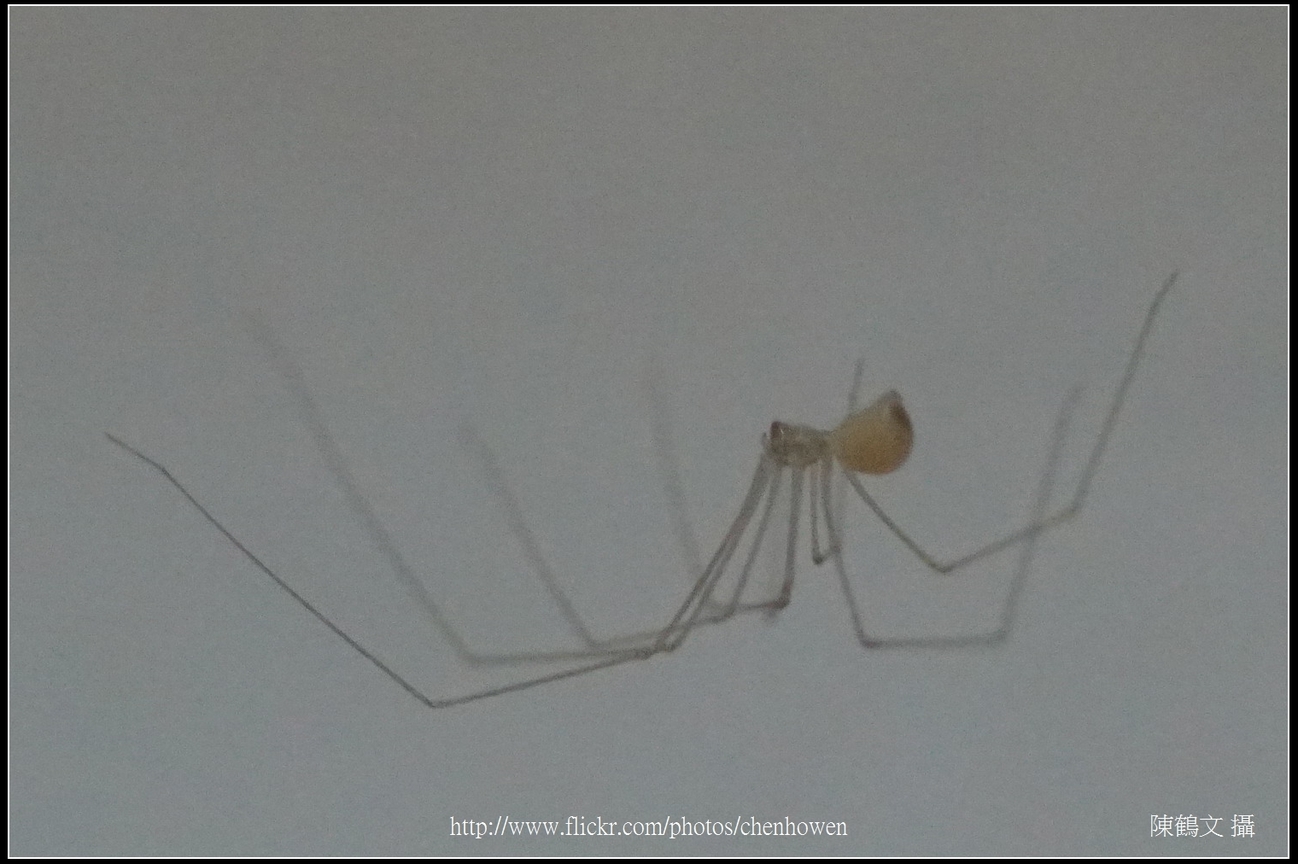 幽靈蜘蛛_02_裁切