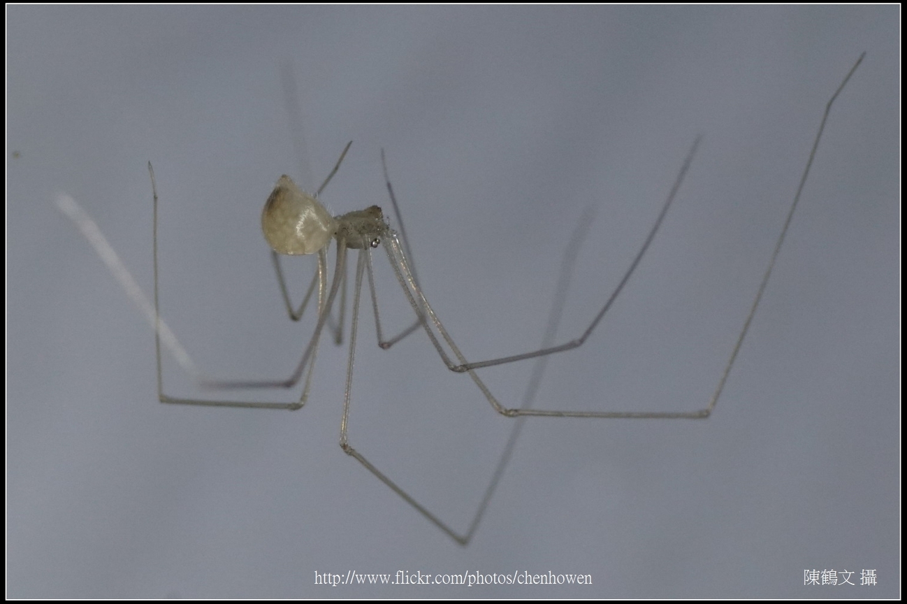 幽靈蜘蛛_03_裁切