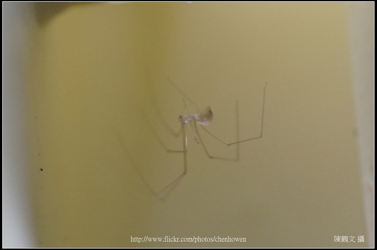 幽靈蜘蛛_11_裁切