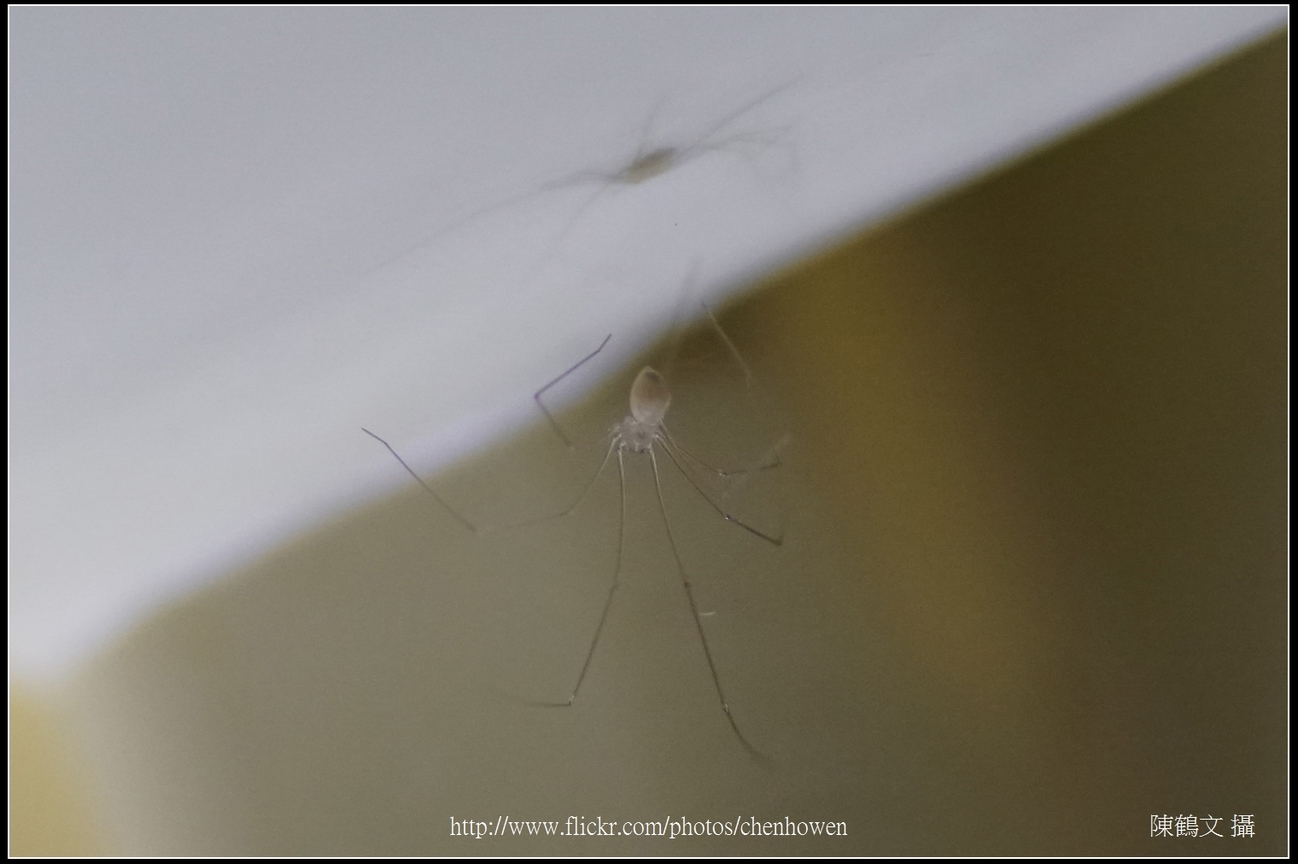 幽靈蜘蛛_09_裁切