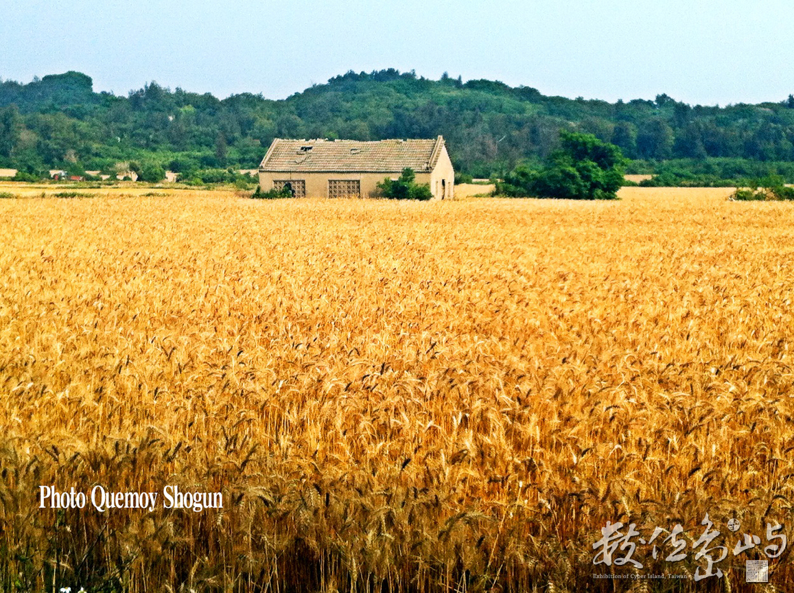 金門黃金小麥田