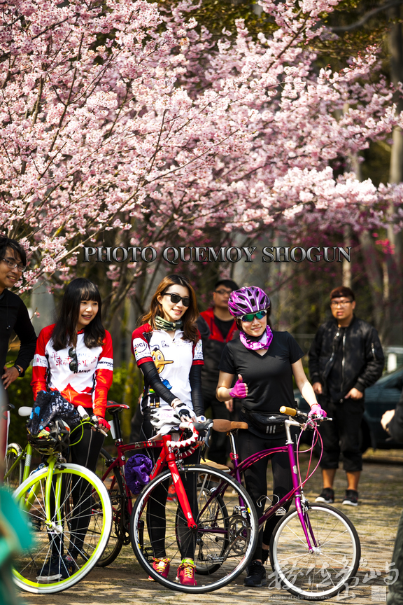 騎單車運動外掛賞賞櫻花
