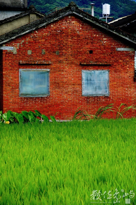 紅磚青稻