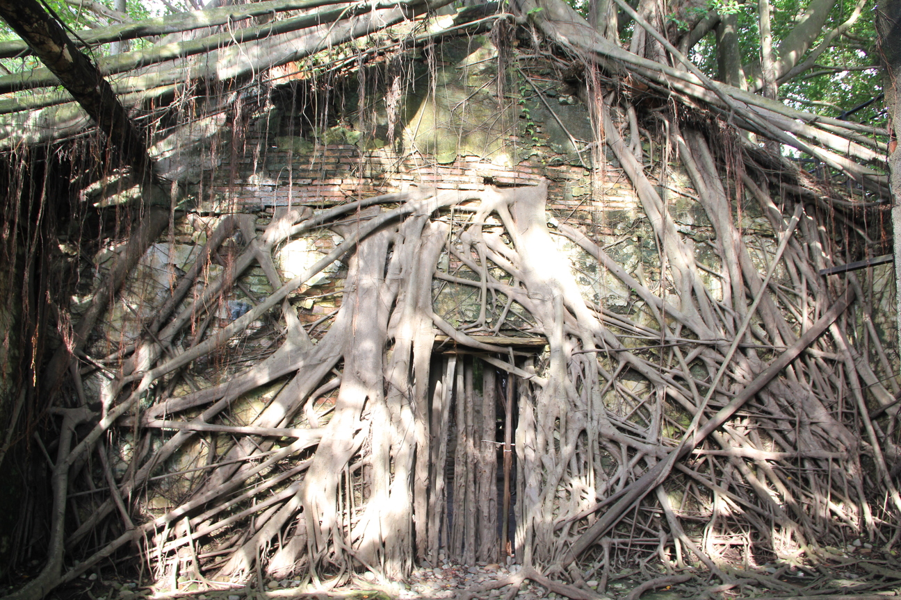 老樹屋的旺盛生命力