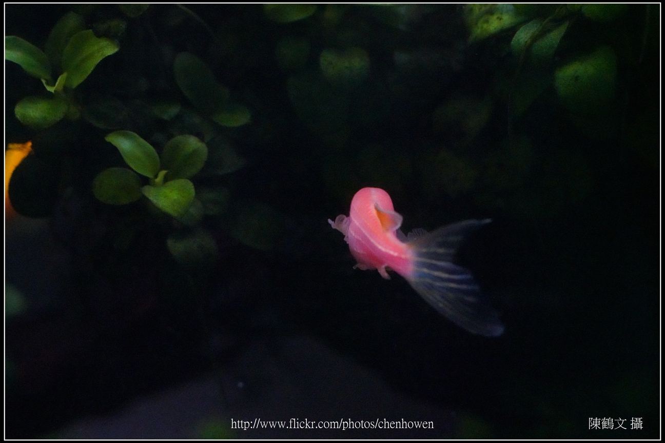 螢光斑馬魚_0347_Fluorescent Zebrafish.jpg