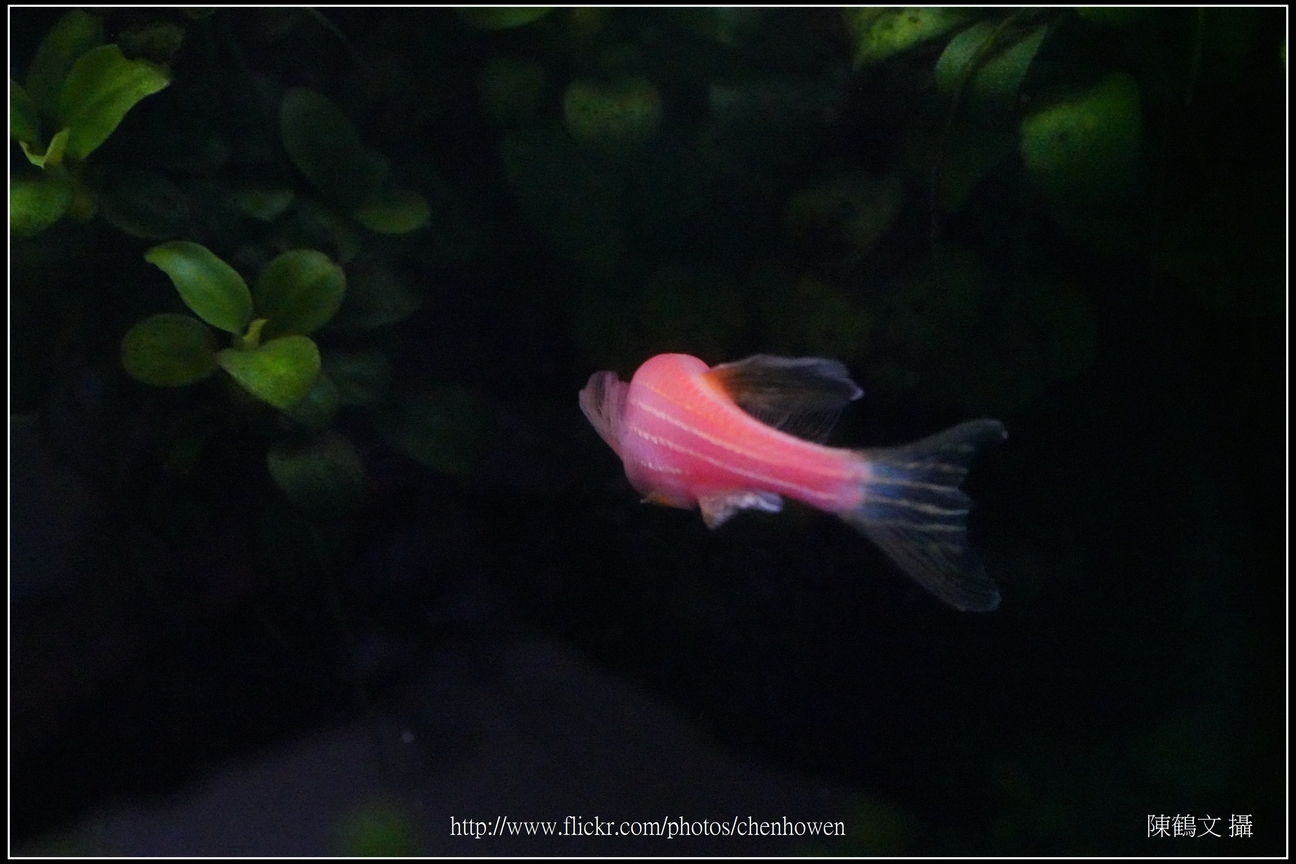 螢光斑馬魚_0346_Fluorescent Zebrafish.jpg