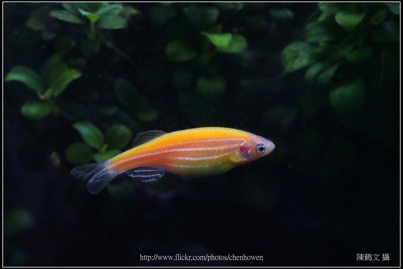 螢光斑馬魚_0349_Fluorescent Zebrafish.jpg