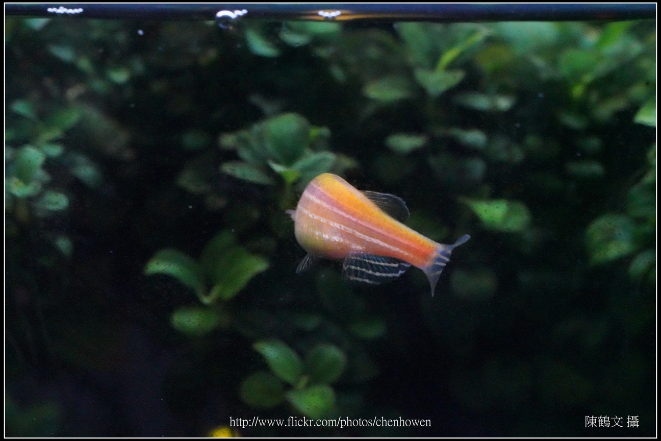 螢光斑馬魚_0348_Fluorescent Zebrafish.jpg