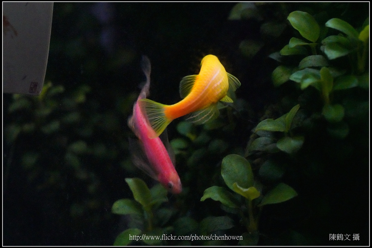 螢光斑馬魚_0352_Fluorescent Zebrafish.jpg