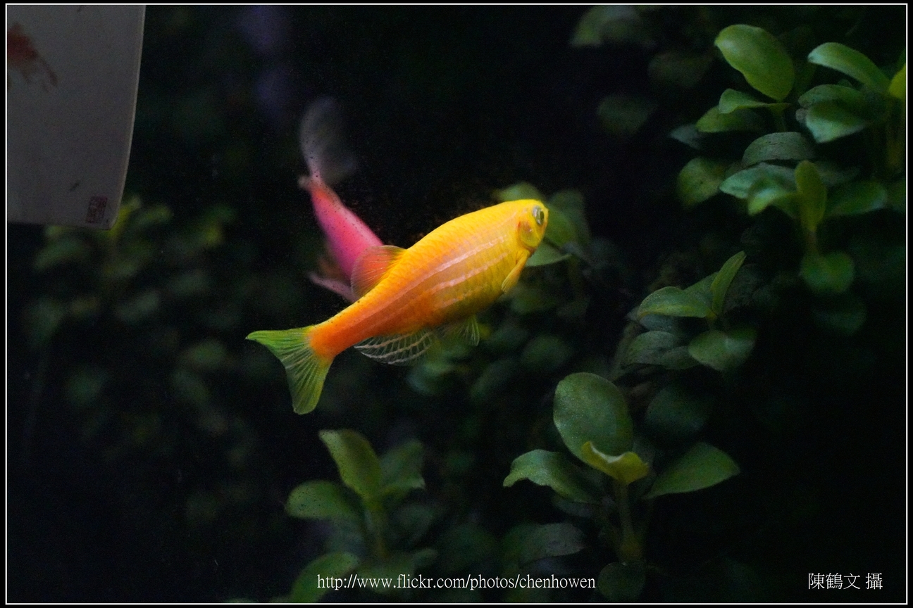螢光斑馬魚_0351_Fluorescent Zebrafish.jpg