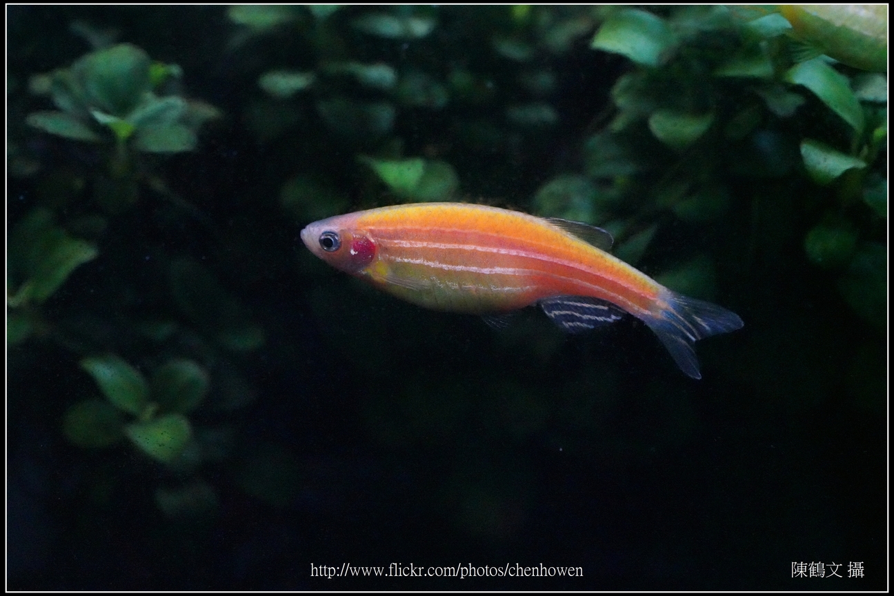 螢光斑馬魚_0350_Fluorescent Zebrafish.jpg