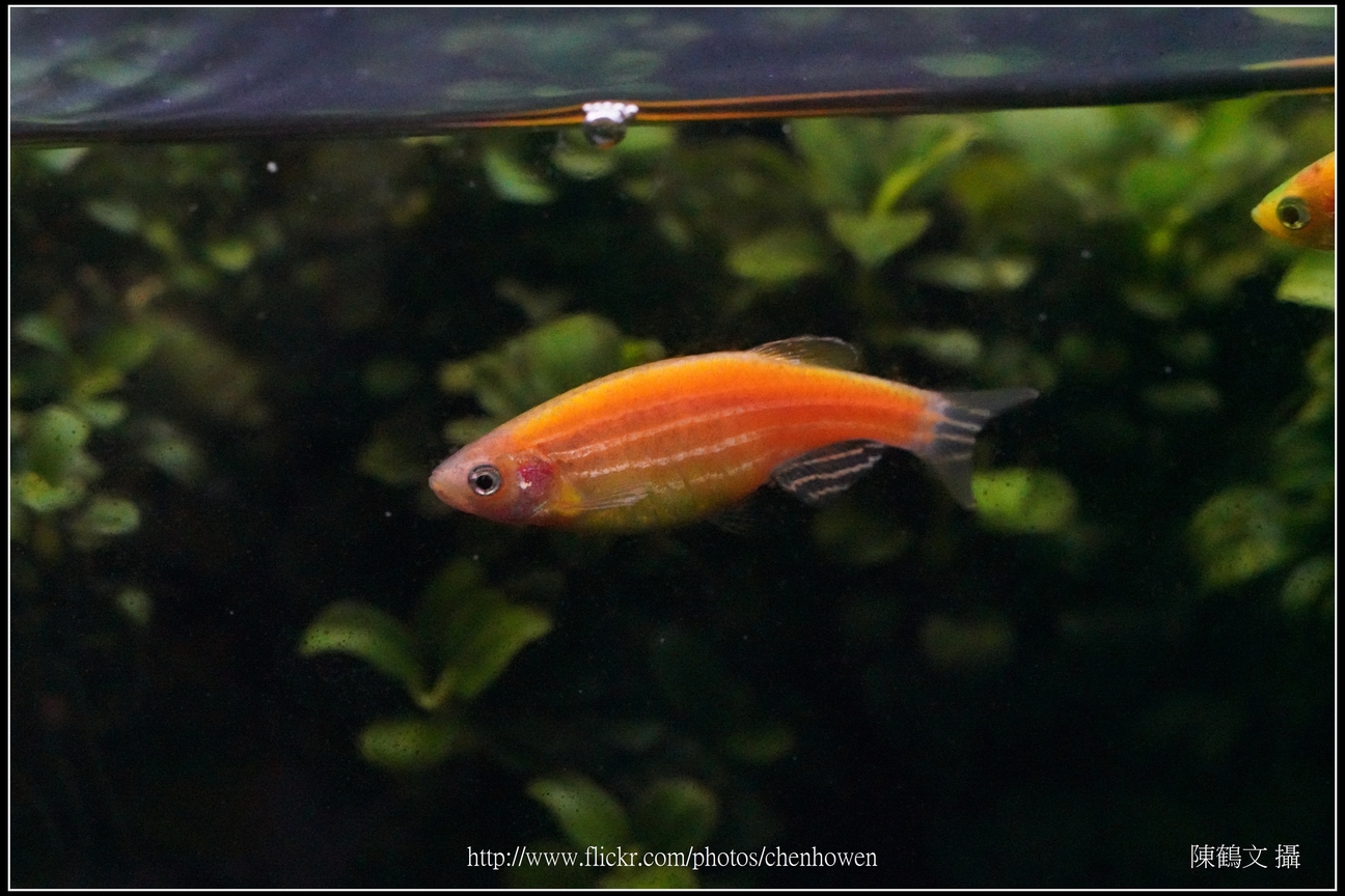 螢光斑馬魚_0344_Fluorescent Zebrafish.jpg