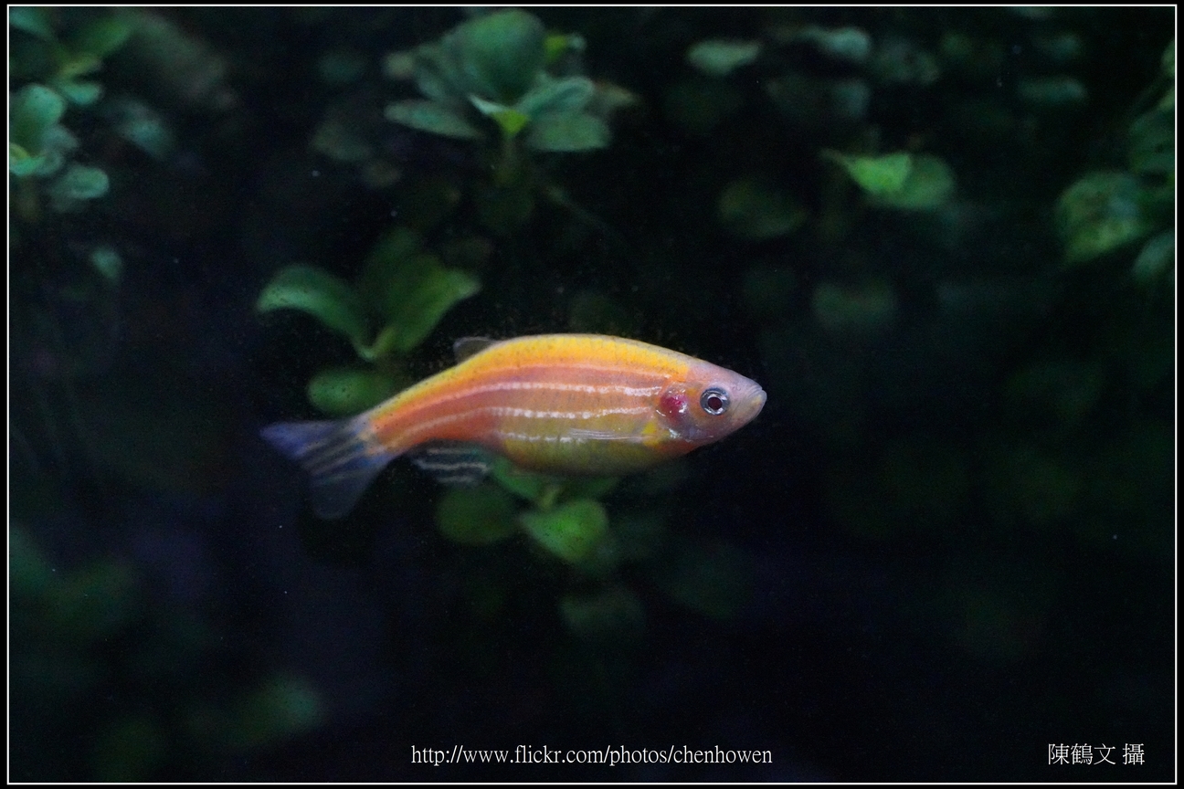 螢光斑馬魚_0343_Fluorescent Zebrafish.jpg