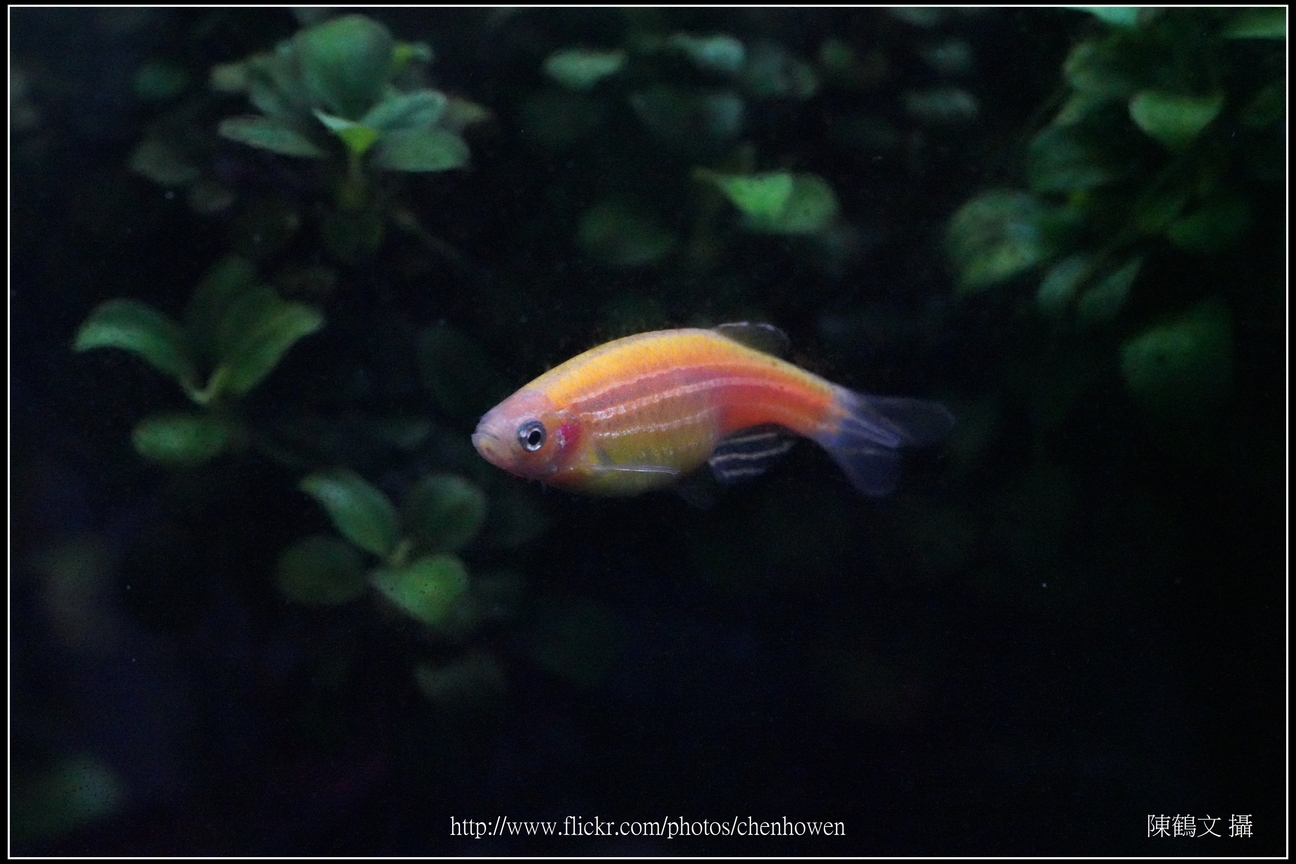 螢光斑馬魚_0345_Fluorescent Zebrafish.jpg