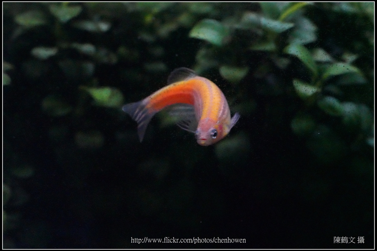 螢光斑馬魚_0094_Fluorescent Zebrafish.jpg