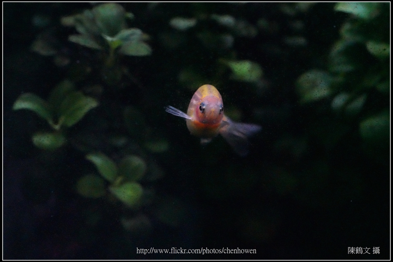 螢光斑馬魚_0093_Fluorescent Zebrafish.jpg