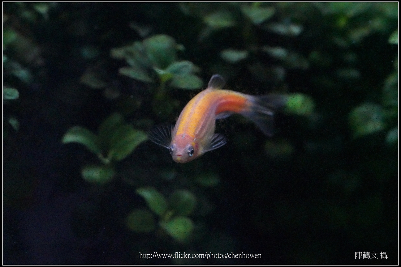 螢光斑馬魚_0096_Fluorescent Zebrafish.jpg