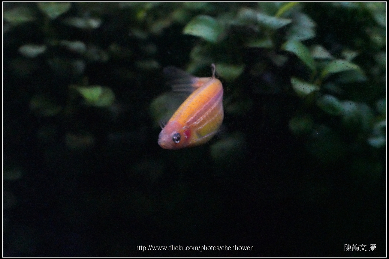 螢光斑馬魚_0095_Fluorescent Zebrafish.jpg