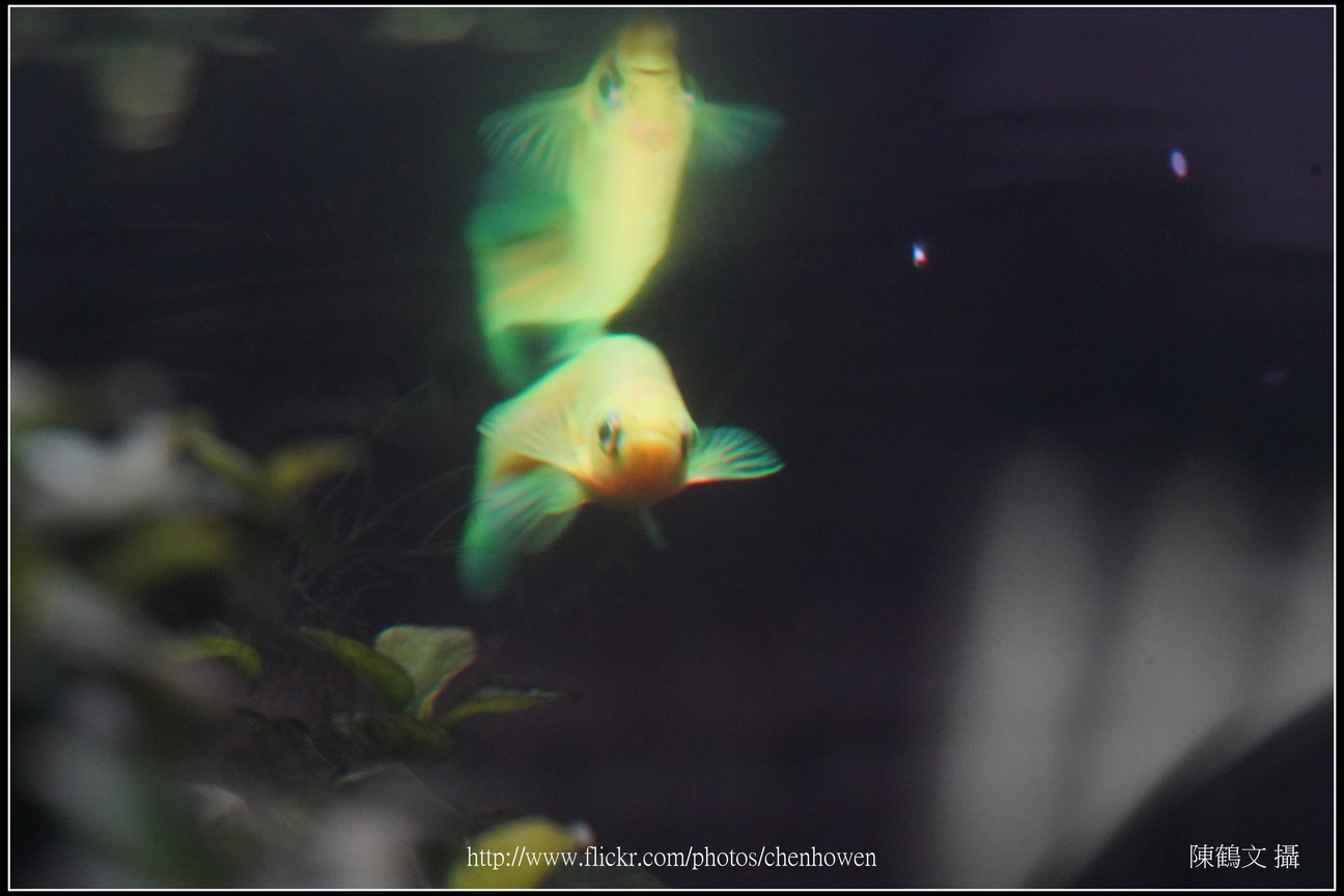 螢光斑馬魚_0155_Fluorescent Zebrafish.jpg