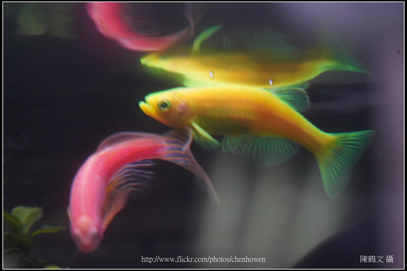 螢光斑馬魚_0154_Fluorescent Zebrafish.jpg