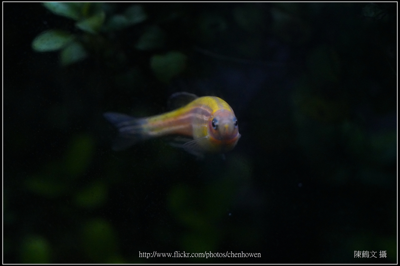螢光斑馬魚_0157_Fluorescent Zebrafish.jpg