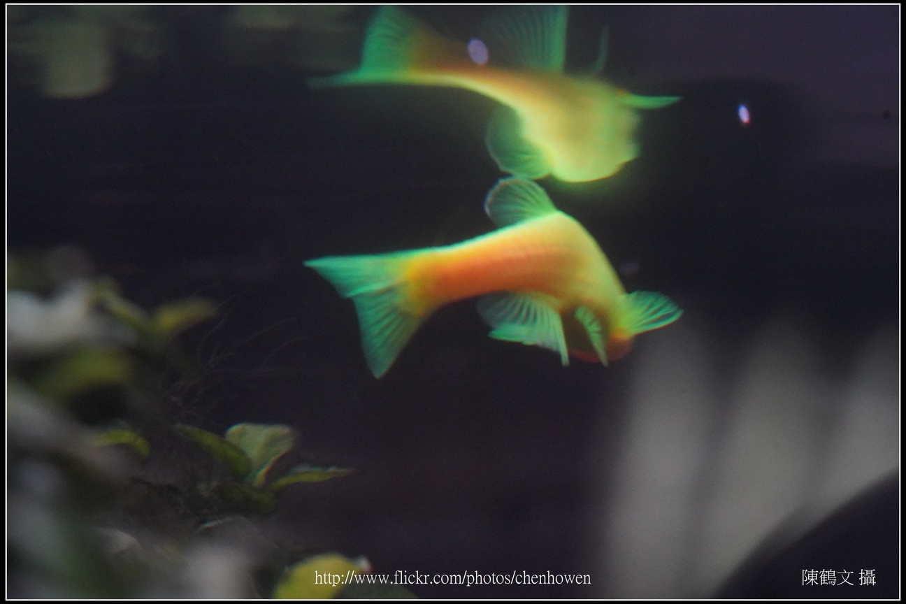 螢光斑馬魚_0156_Fluorescent Zebrafish.jpg