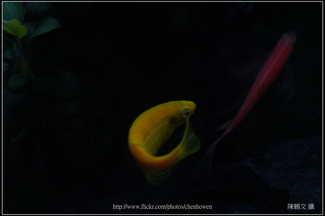螢光斑馬魚_0127_Fluorescent Zebrafish.jpg