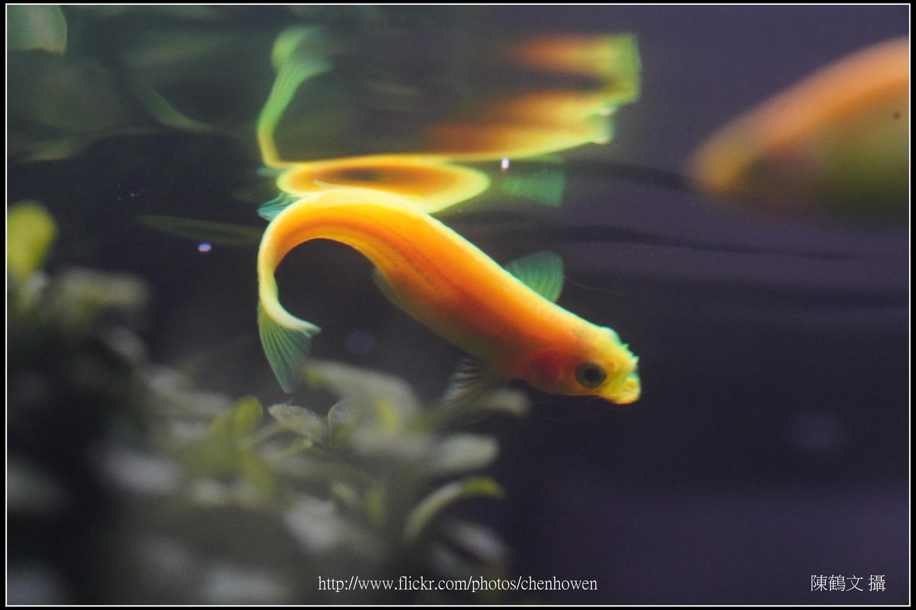 螢光斑馬魚_0126_Fluorescent Zebrafish.jpg