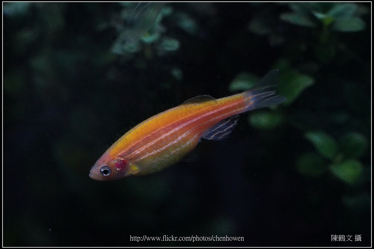 螢光斑馬魚_0158_Fluorescent Zebrafish.jpg