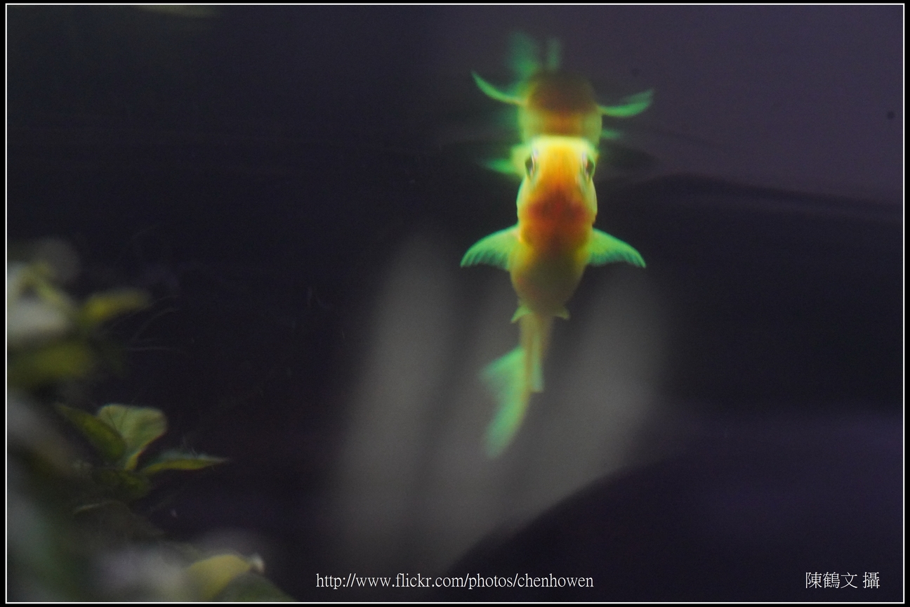 螢光斑馬魚_0161_Fluorescent Zebrafish.jpg