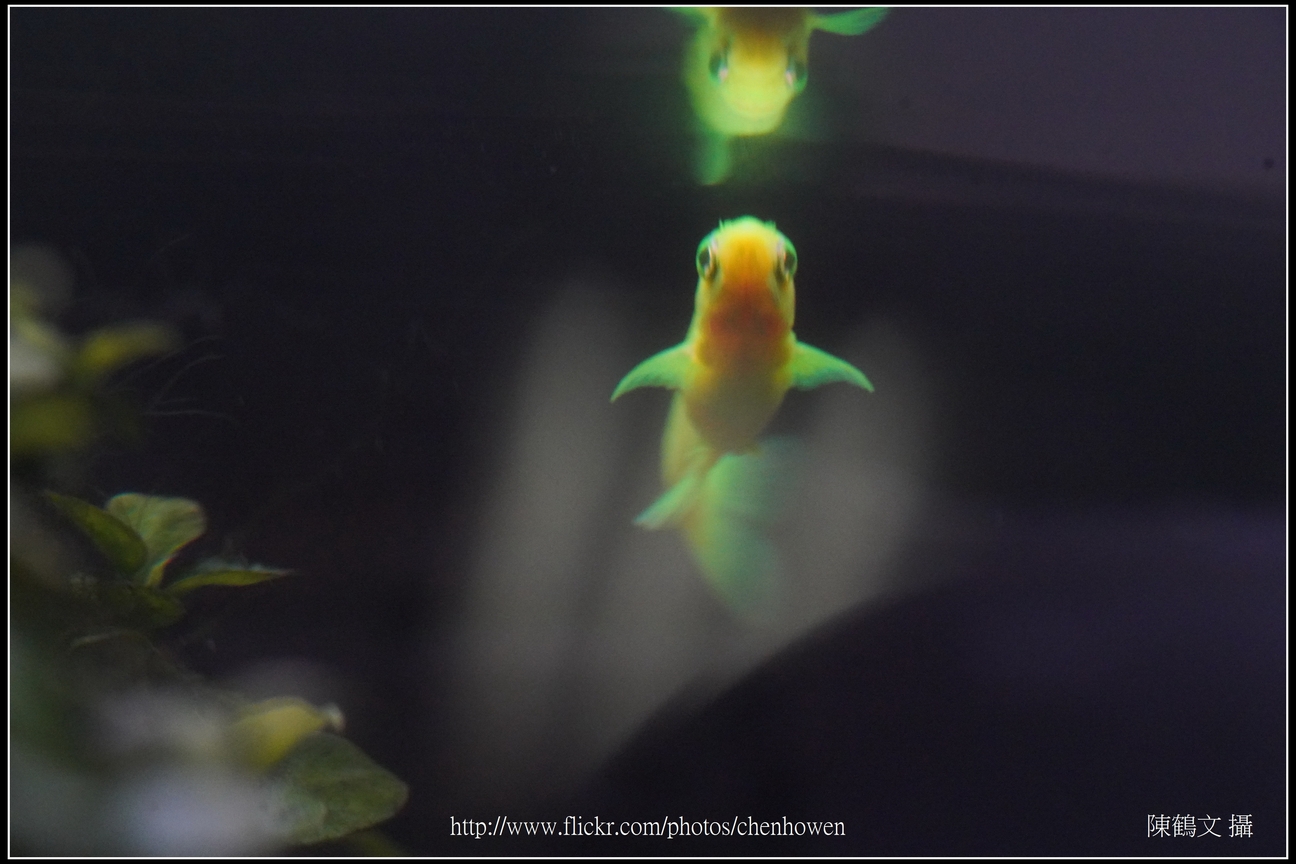 螢光斑馬魚_0160_Fluorescent Zebrafish.jpg