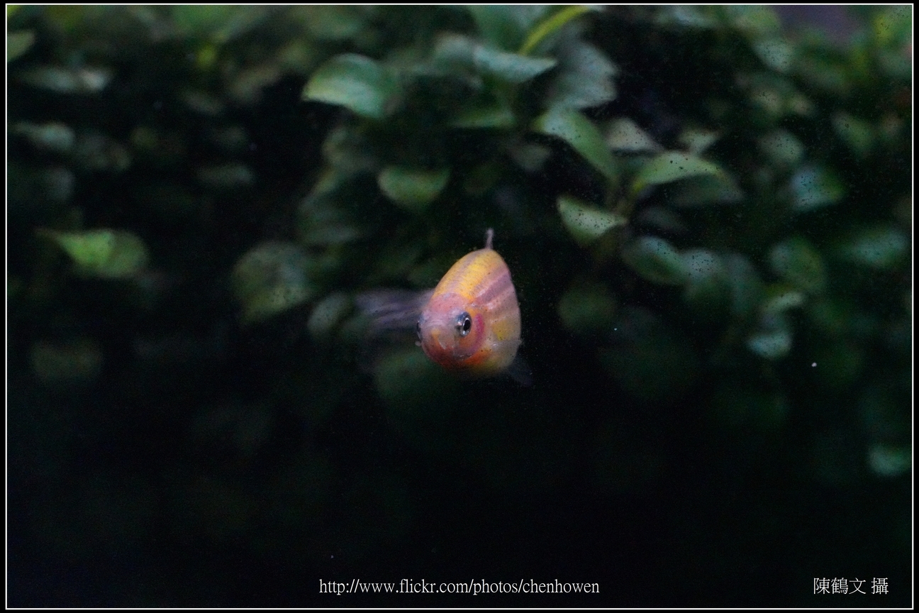 螢光斑馬魚_0103_Fluorescent Zebrafish.jpg