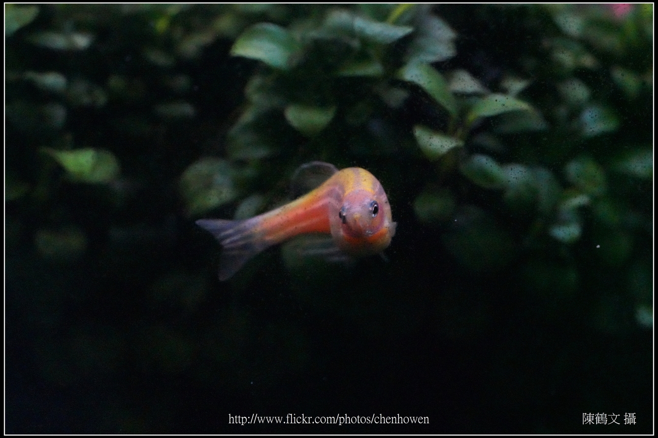 螢光斑馬魚_0102_Fluorescent Zebrafish.jpg