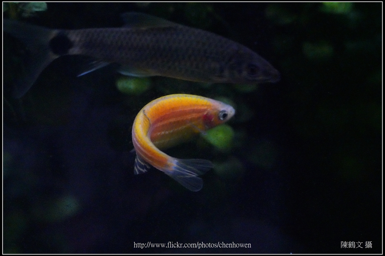 螢光斑馬魚_0105_Fluorescent Zebrafish.jpg