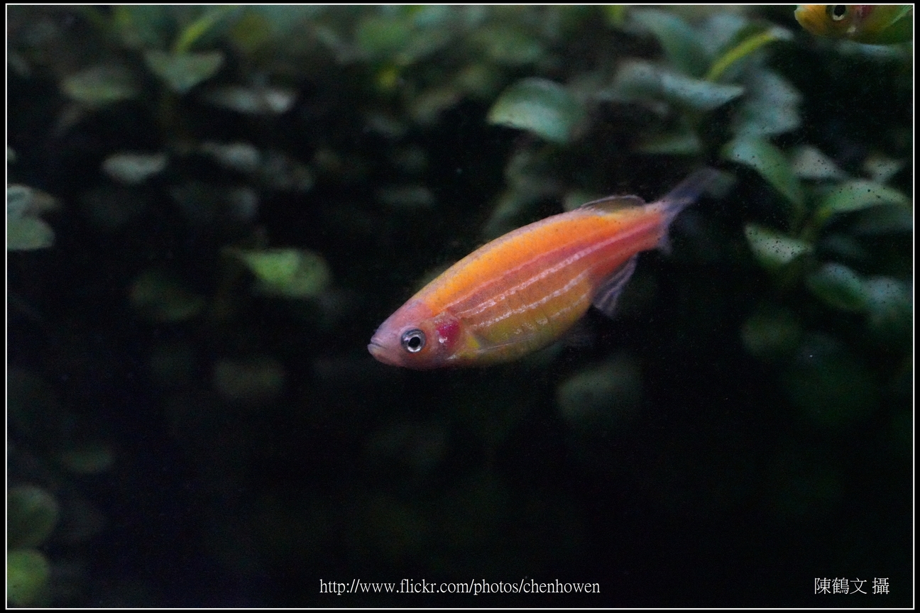 螢光斑馬魚_0104_Fluorescent Zebrafish.jpg