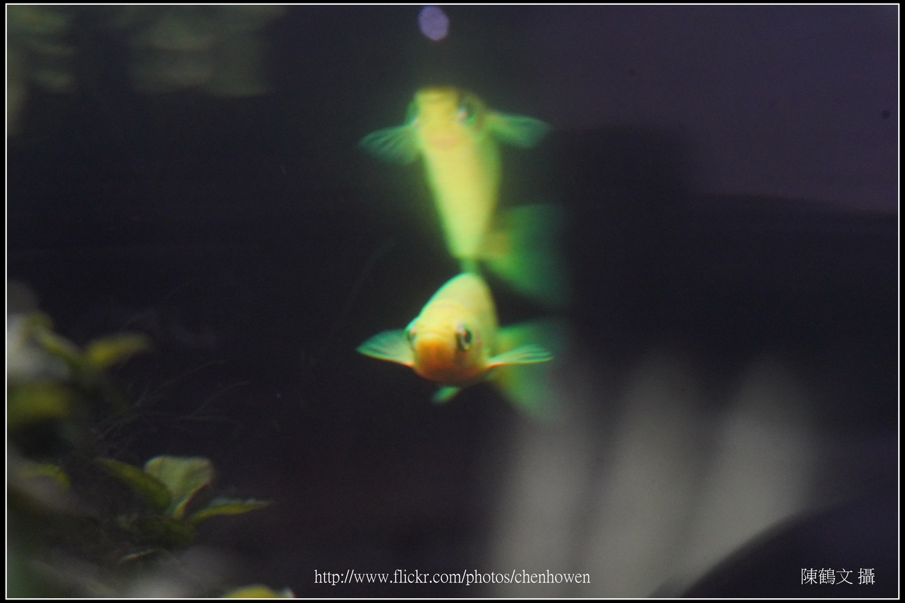 螢光斑馬魚_0149_Fluorescent Zebrafish.jpg