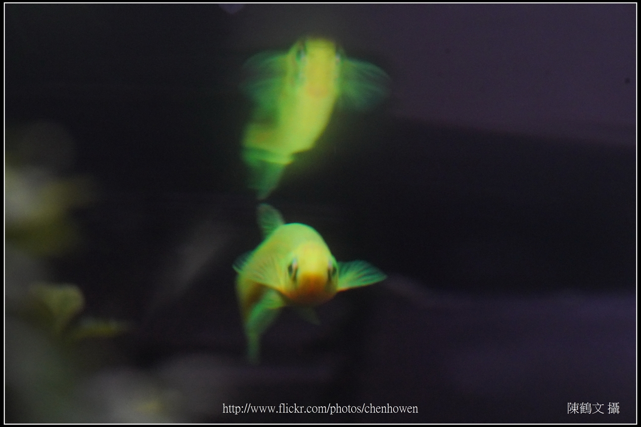 螢光斑馬魚_0148_Fluorescent Zebrafish.jpg