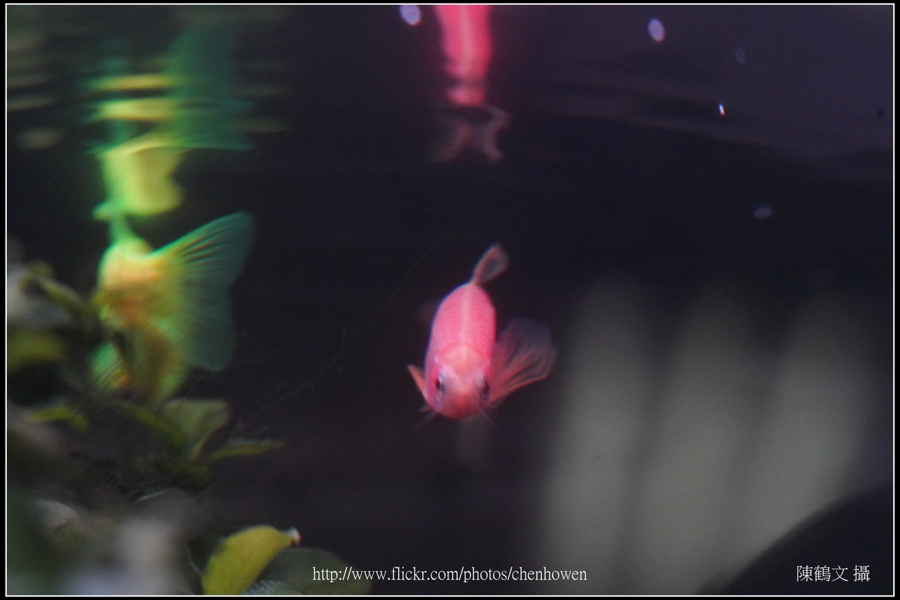 螢光斑馬魚_0151_Fluorescent Zebrafish.jpg
