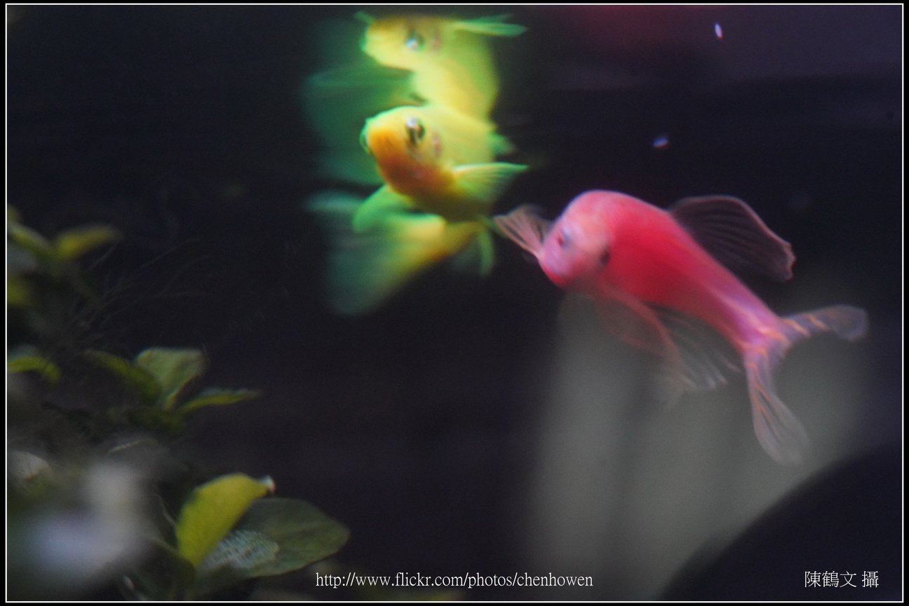 螢光斑馬魚_0150_Fluorescent Zebrafish.jpg