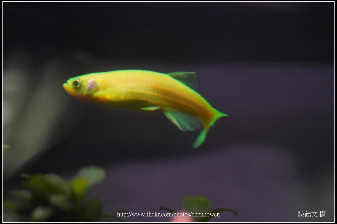 螢光斑馬魚_0143_Fluorescent Zebrafish.jpg
