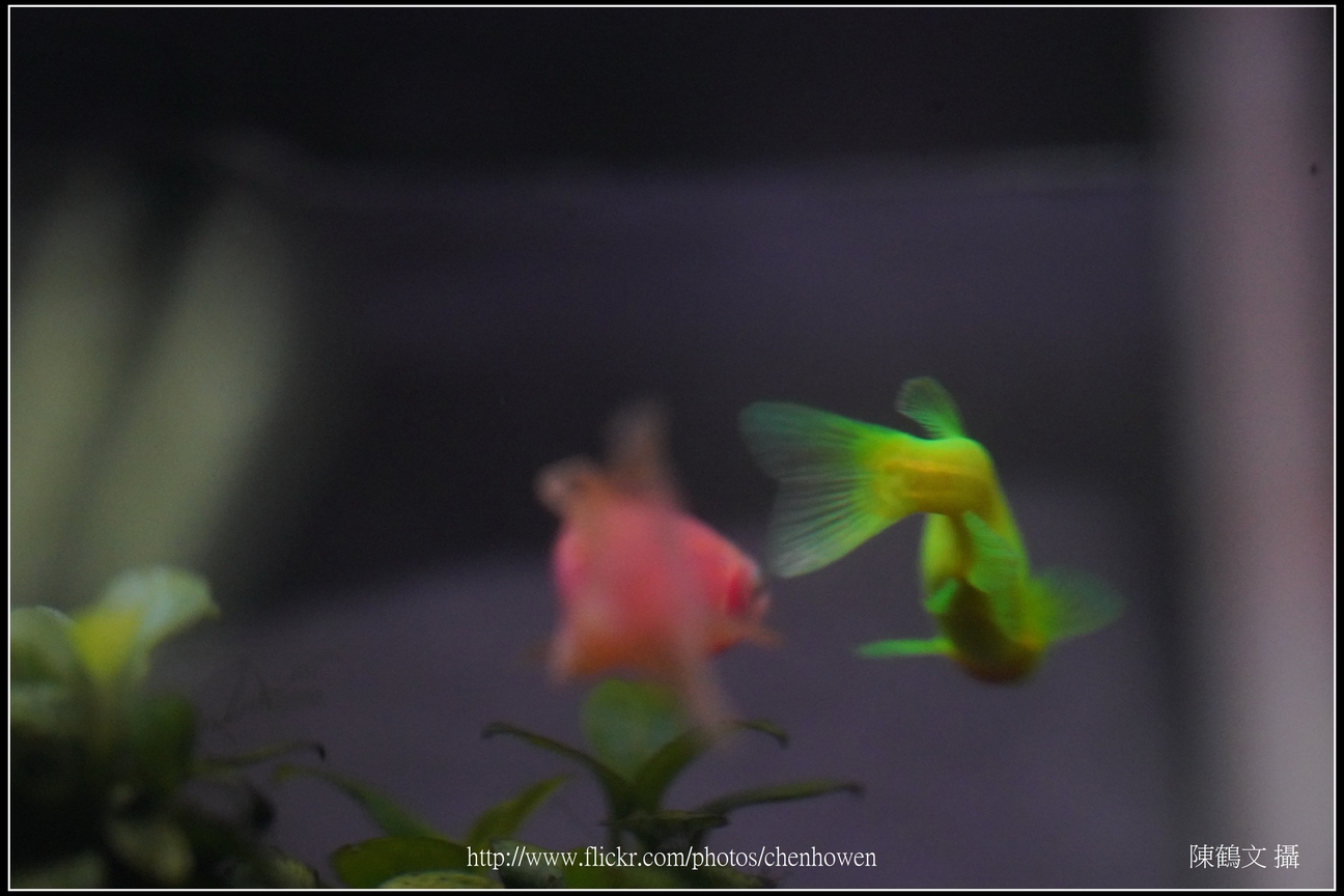 螢光斑馬魚_0142_Fluorescent Zebrafish.jpg