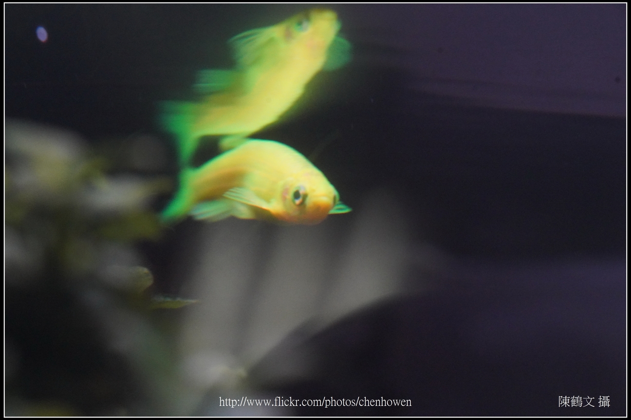 螢光斑馬魚_0145_Fluorescent Zebrafish.jpg