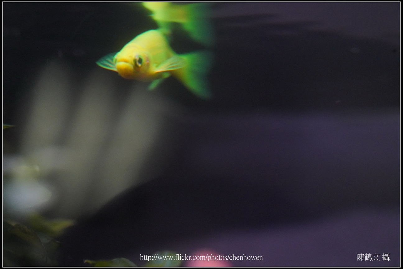 螢光斑馬魚_0144_Fluorescent Zebrafish.jpg