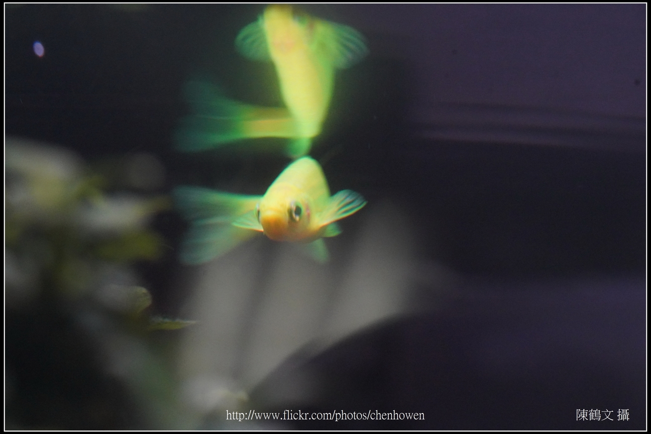 螢光斑馬魚_0146_Fluorescent Zebrafish.jpg